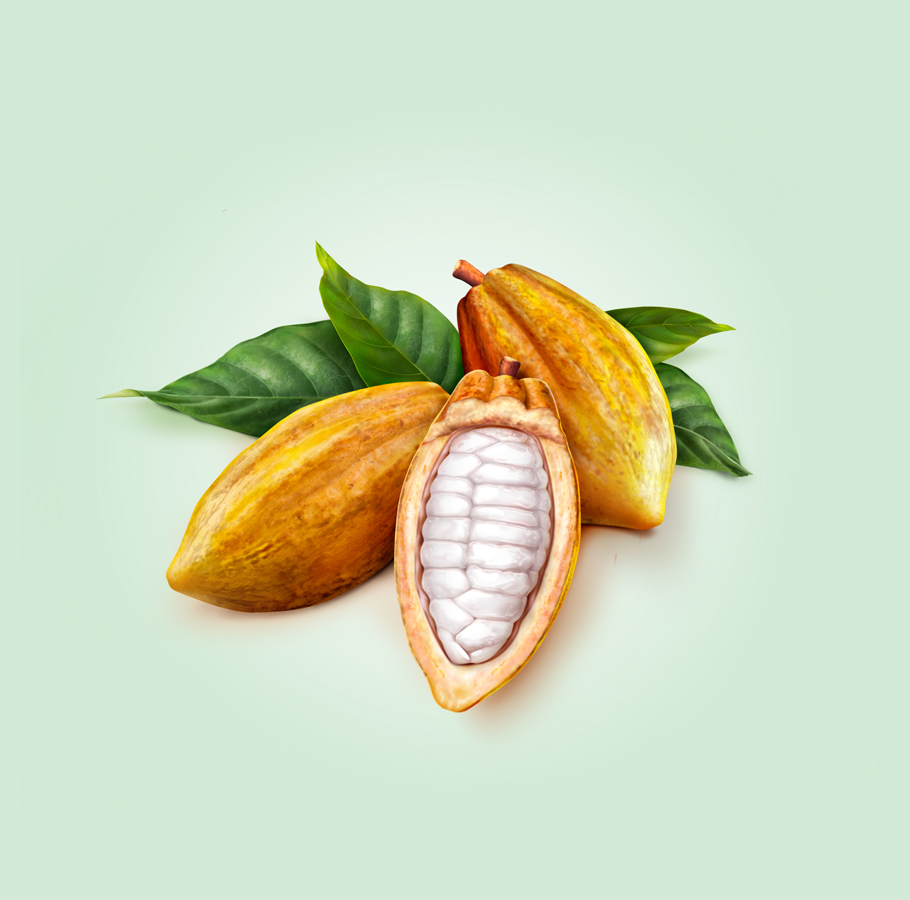 A realistic illustration of three cocoa pods and a few green leaves on a light green background. One pod is cut open to reveal the white cocoa beans inside.