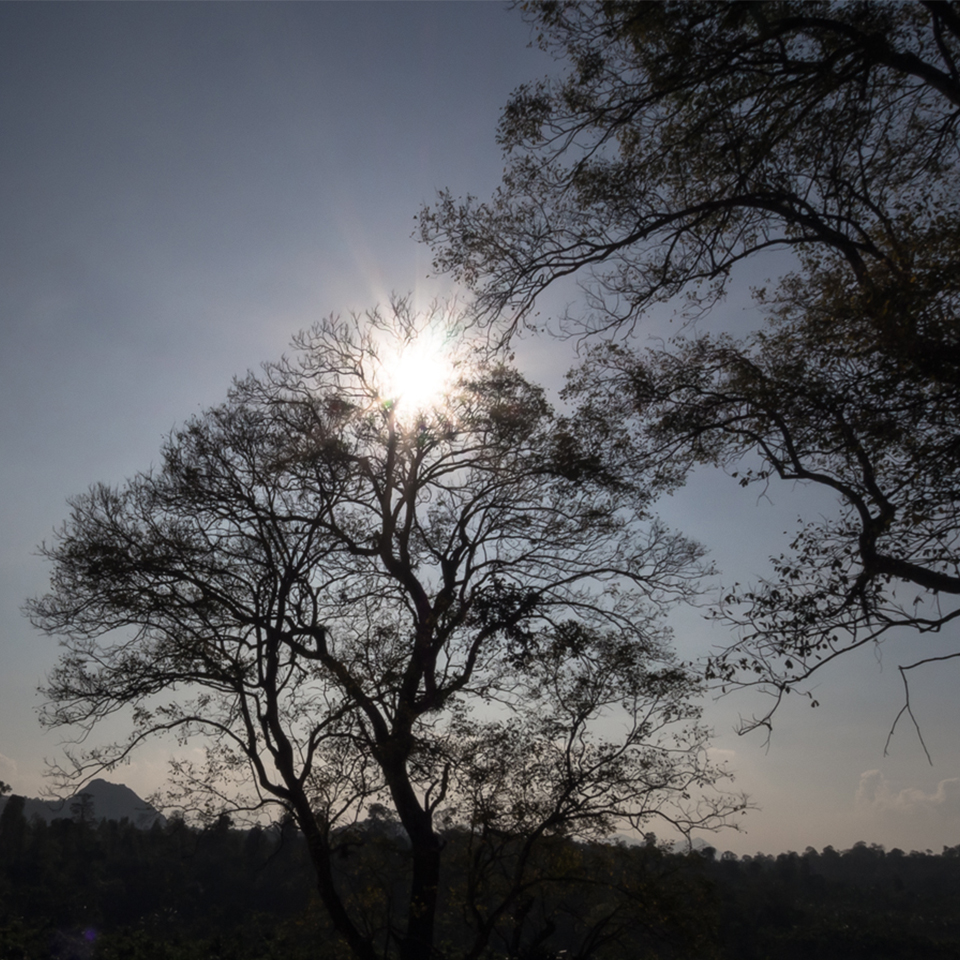 A dark photo of the sun shining brightly through the sparse, leafless branches of a large tree, silhouetting the tree and other distant foliage against a hazy, light blue sky.