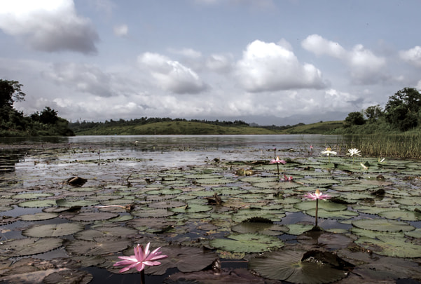 Scenic view of Vistara lake with blooming water lilies and lush greenery under a partly cloudy sky
